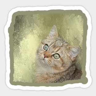 Golden Shaded British Shorthair Cat Sticker